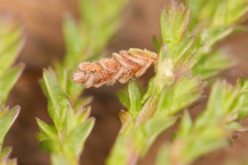 Coleophora juncicolella